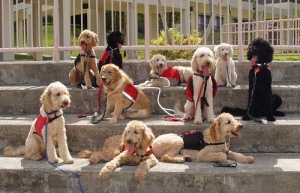 Nine service dogs wearing jackets.